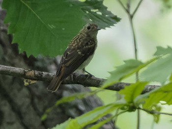 キビタキ 支笏湖野鳥の森 2023年7月29日(土)