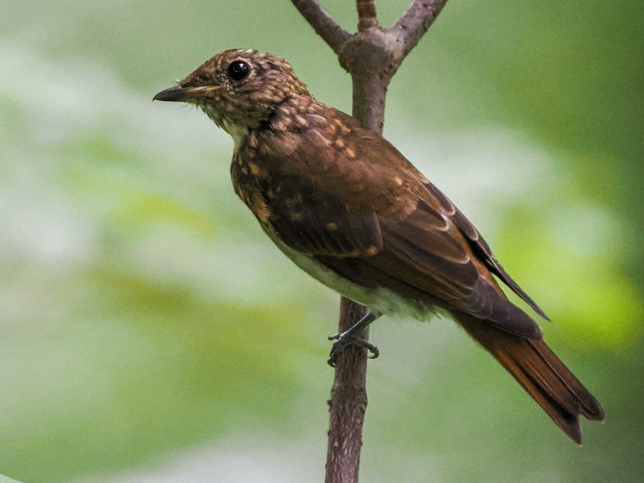 支笏湖野鳥の森 オオルリの写真 by 98_Ark (98ｱｰｸ)