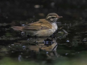 センダイムシクイ 支笏湖野鳥の森 2023年7月29日(土)