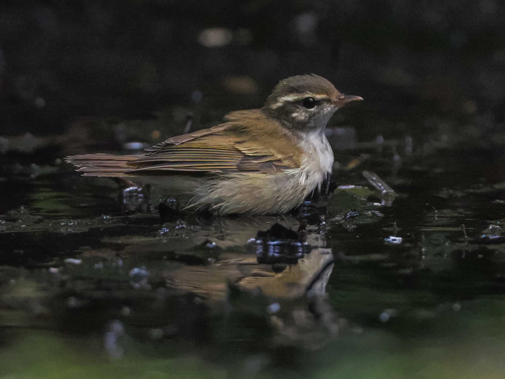 支笏湖野鳥の森 センダイムシクイの写真 by 98_Ark (98ｱｰｸ)