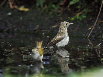 キビタキ 支笏湖野鳥の森 2023年7月29日(土)