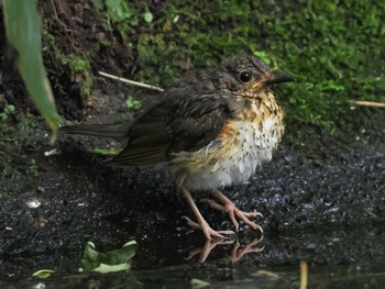 クロツグミ 支笏湖野鳥の森 2023年7月29日(土)