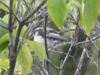 2018年8月18日(土) 恩田川(高瀬橋付近)の野鳥観察記録