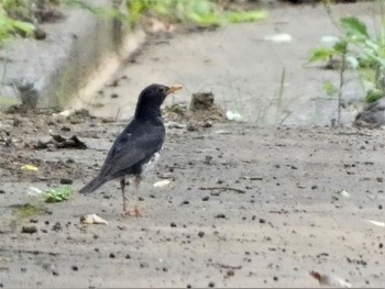 2023年7月29日(土) ふじ山夢ロードの野鳥観察記録