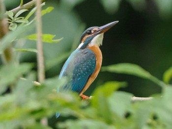 2023年7月30日(日) 福井緑地(札幌市西区)の野鳥観察記録