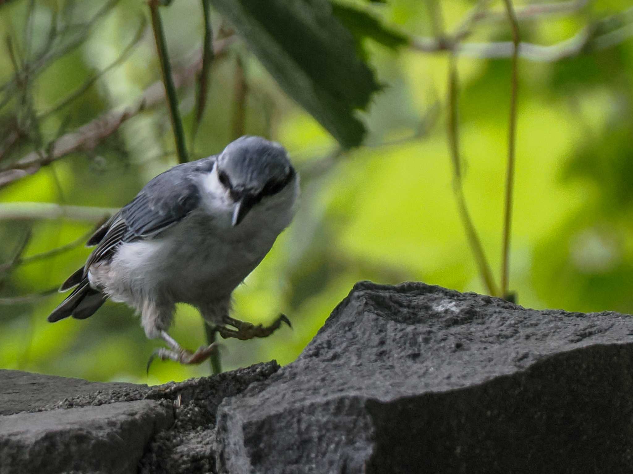 シロハラゴジュウカラ