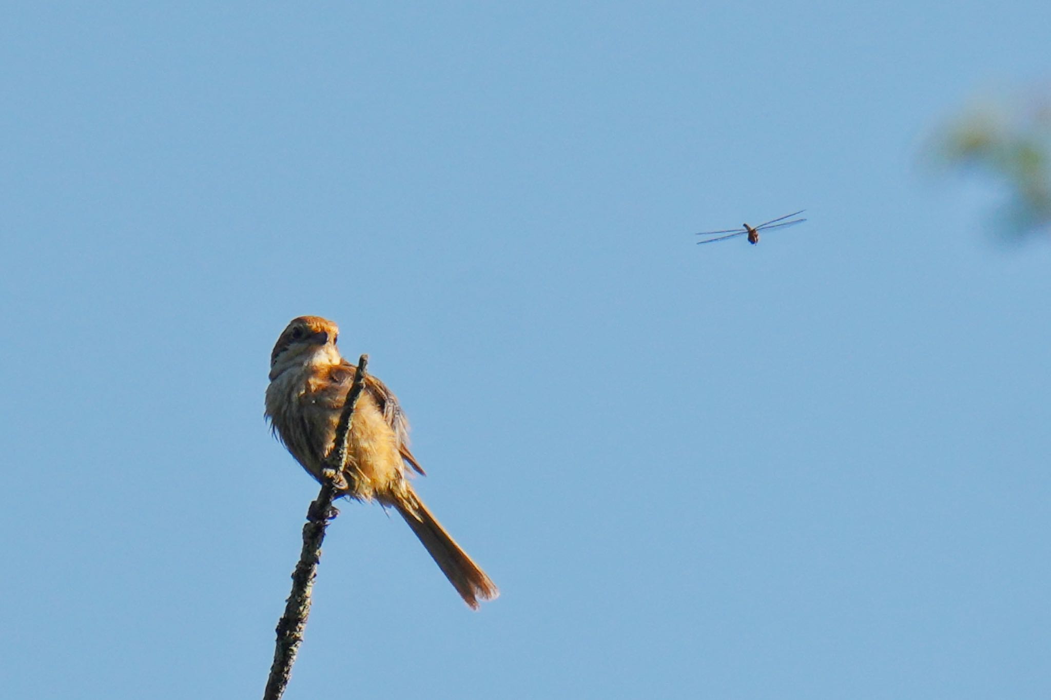 Bull-headed Shrike