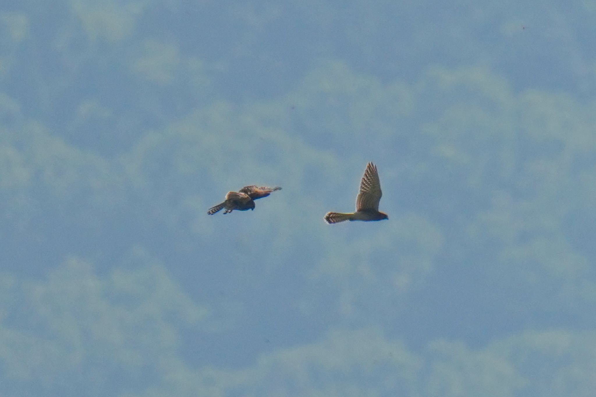 Common Kestrel