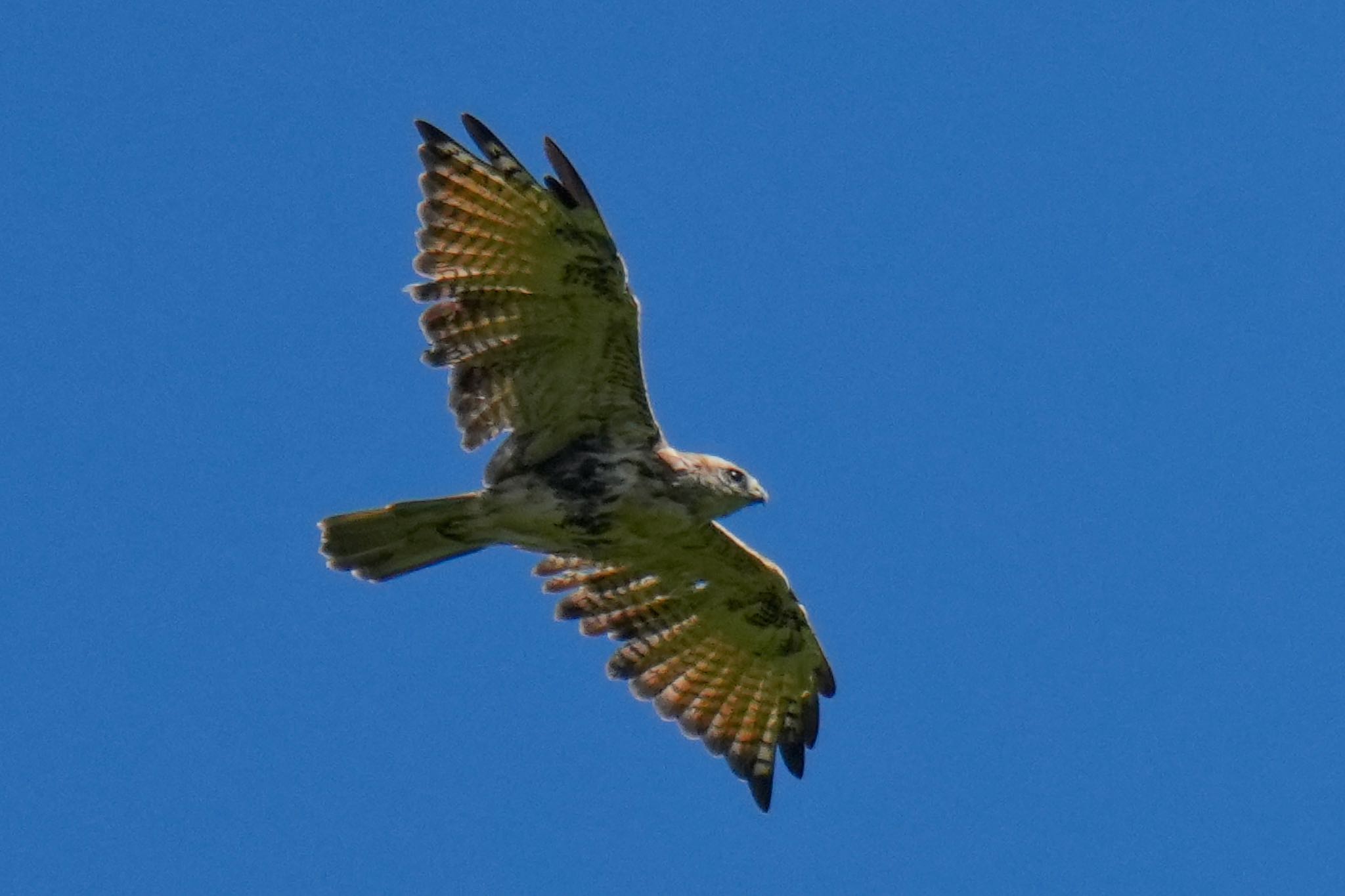 Eastern Buzzard