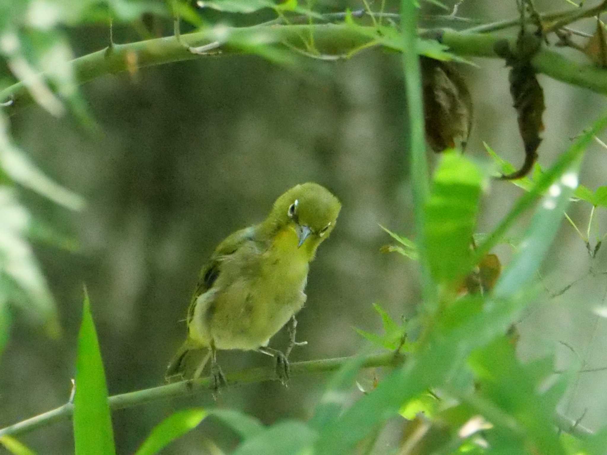 寂しくなんか、ないよ・・だって・・。　（続く） by little birds