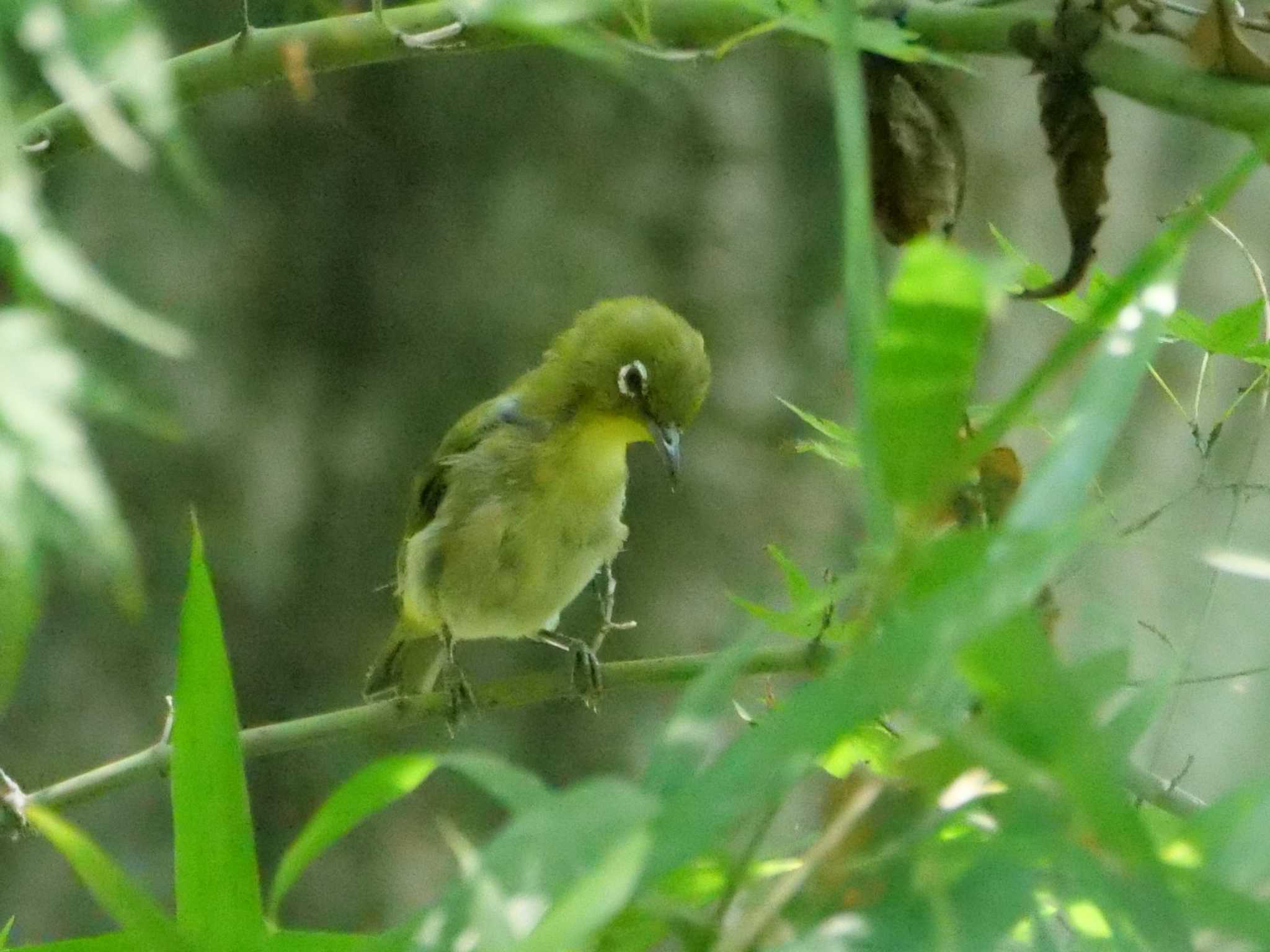 坊や、親と離れ寂しそうだね・・ by little birds