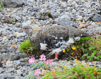 ライチョウ 場所が不明 2022年7月27日(水)