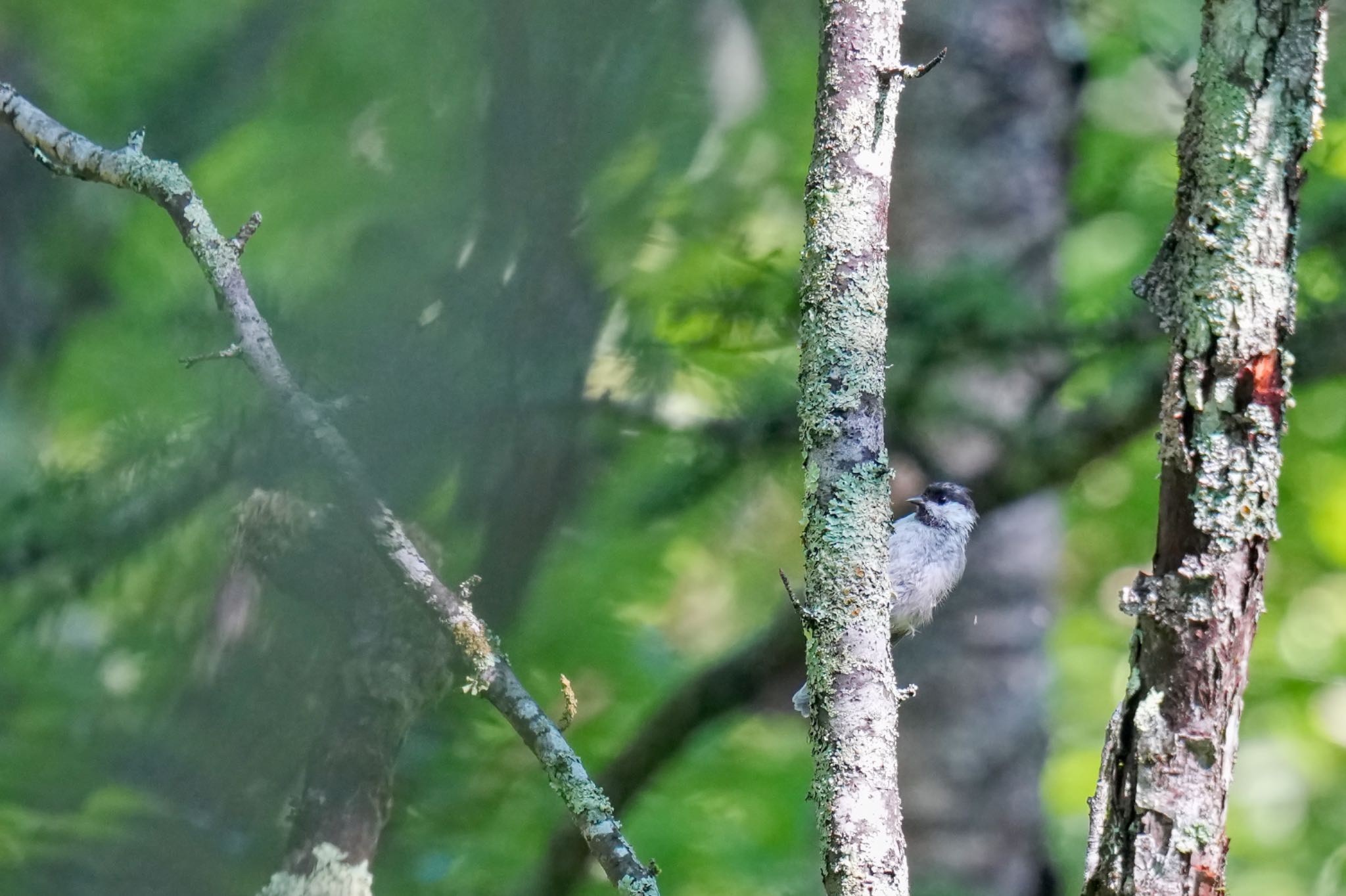 Willow Tit