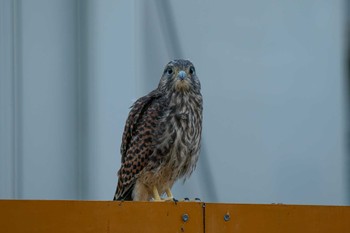 チョウゲンボウ 柏尾川 2023年7月31日(月)