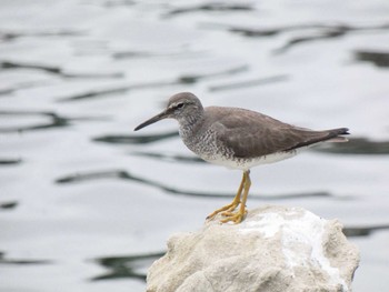 キアシシギ 東京港野鳥公園 2022年8月6日(土)