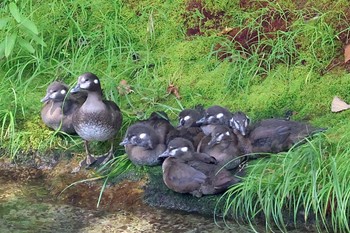 2023年7月30日(日) 志賀高原の野鳥観察記録