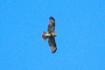 2023年7月22日(土) 厚木七沢森林公園の野鳥観察記録