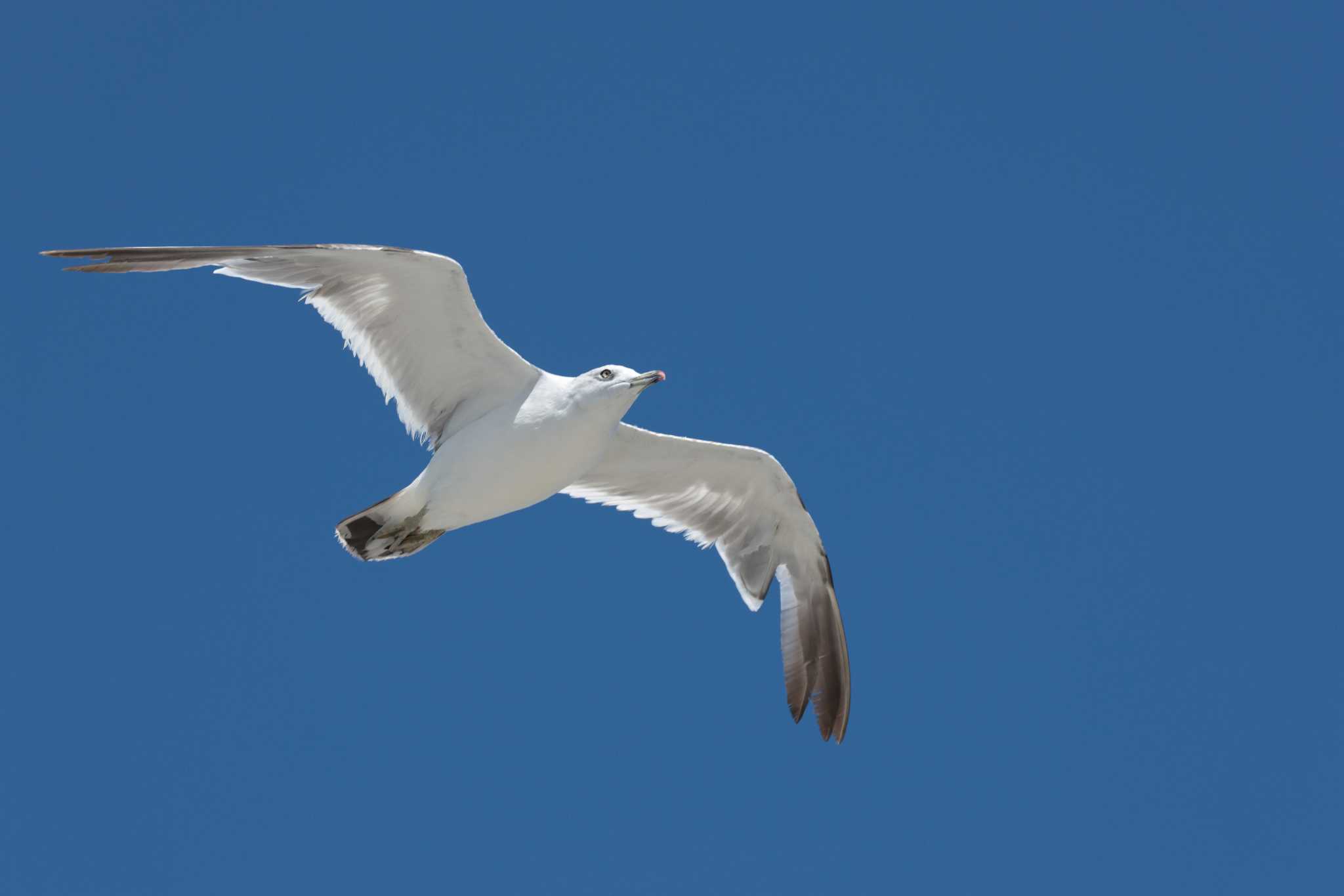 Black-tailed Gull