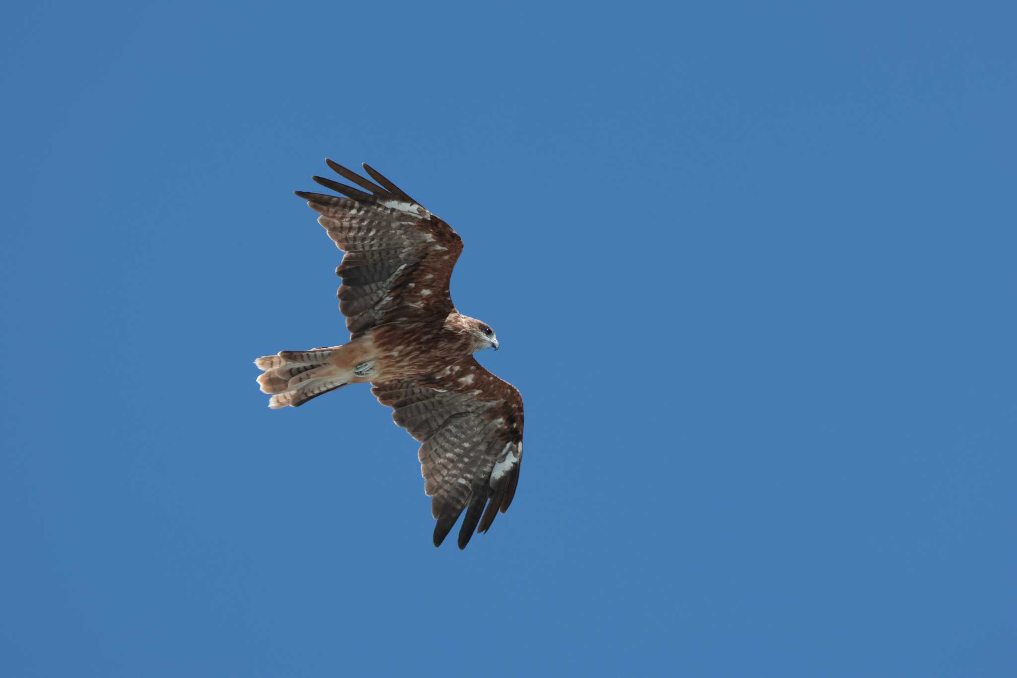 Photo of Black Kite at 鴨川シーワールド by おさおさ