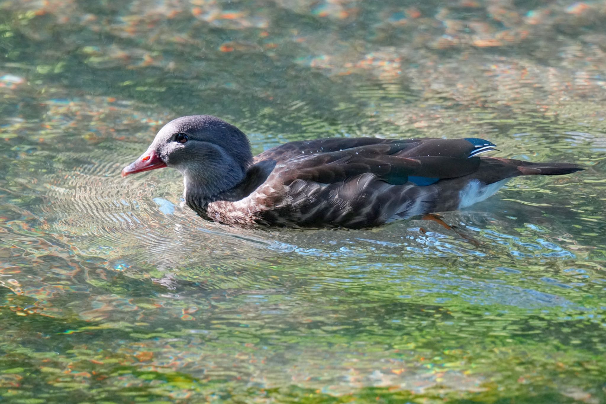 Mandarin Duck