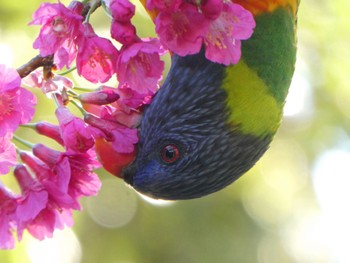 ゴシキセイガイインコ Royal Botanic Gardens Sydney 2023年7月28日(金)