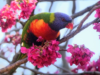 ゴシキセイガイインコ Royal Botanic Gardens Sydney 2023年7月28日(金)