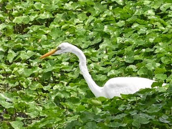 2023年7月31日(月) 江津湖の野鳥観察記録