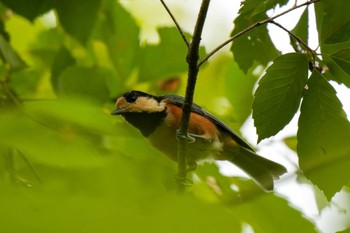 Varied Tit 愛知県緑化センター 昭和の森 Mon, 7/31/2023