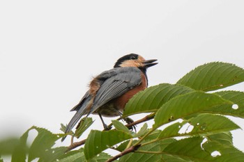 Varied Tit 愛知県緑化センター 昭和の森 Mon, 7/31/2023