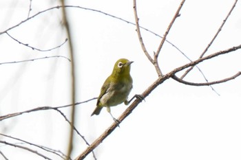 Warbling White-eye 愛知県緑化センター 昭和の森 Mon, 7/31/2023