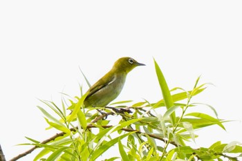 Warbling White-eye 愛知県緑化センター 昭和の森 Mon, 7/31/2023