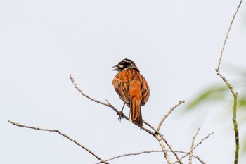 Meadow Bunting 愛知県緑化センター 昭和の森 Mon, 7/31/2023