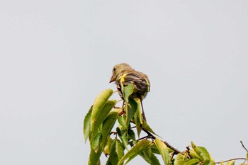 Grey-capped Greenfinch 愛知県緑化センター 昭和の森 Mon, 7/31/2023