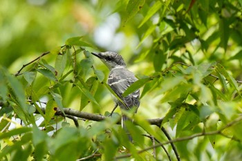 Ashy Minivet 愛知県緑化センター 昭和の森 Mon, 7/31/2023