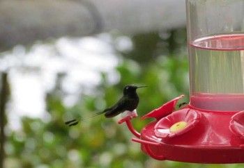 White-booted Racket-tail エクアドル　ミンド Fri, 7/15/2011