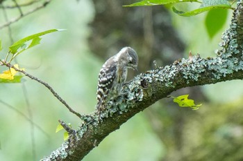 Japanese Pygmy Woodpecker 愛知県緑化センター 昭和の森 Mon, 7/31/2023