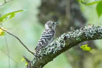 Japanese Pygmy Woodpecker 愛知県緑化センター 昭和の森 Mon, 7/31/2023