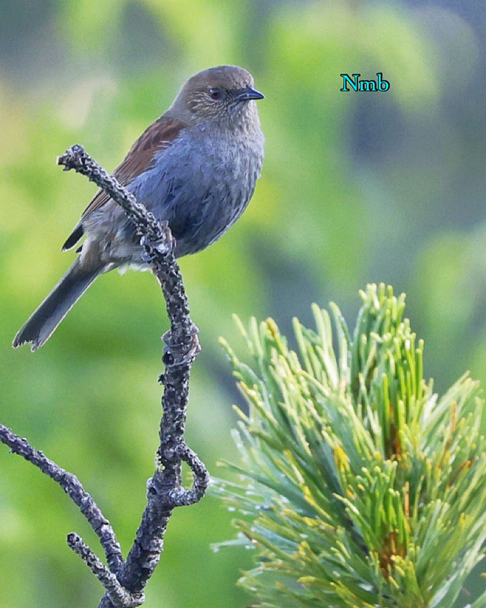 Photo of Japanese Accentor at  by soul.number.358