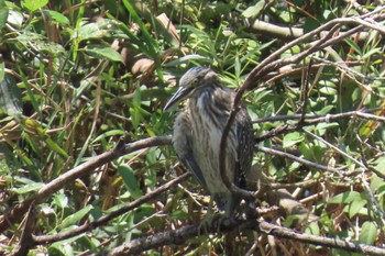 2023年7月23日(日) 水元公園の野鳥観察記録