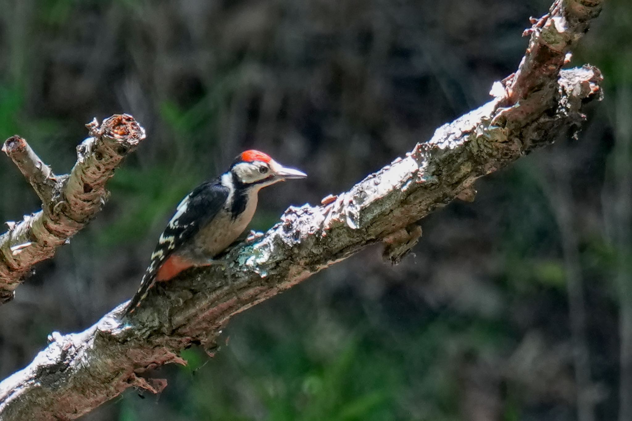 Great Spotted Woodpecker