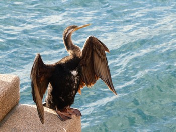 Australasian Darter Sydney Opera House Fri, 7/28/2023