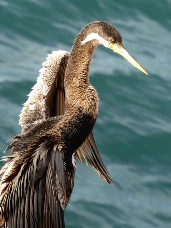 Australasian Darter Sydney Opera House Fri, 7/28/2023