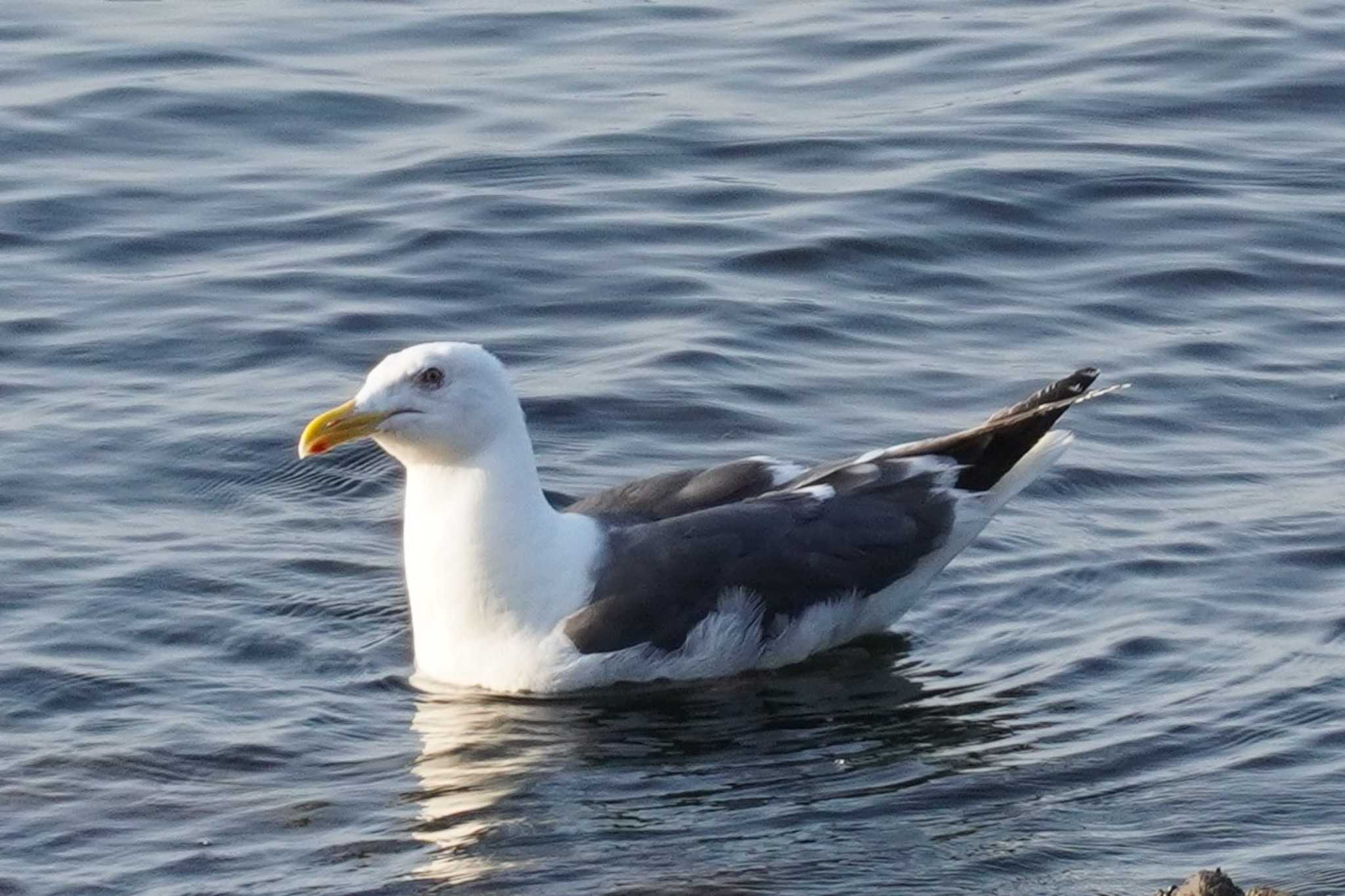 Slaty-backed Gull