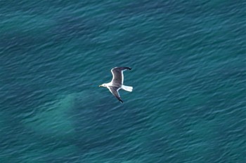 2023年7月21日(金) 積丹半島の野鳥観察記録