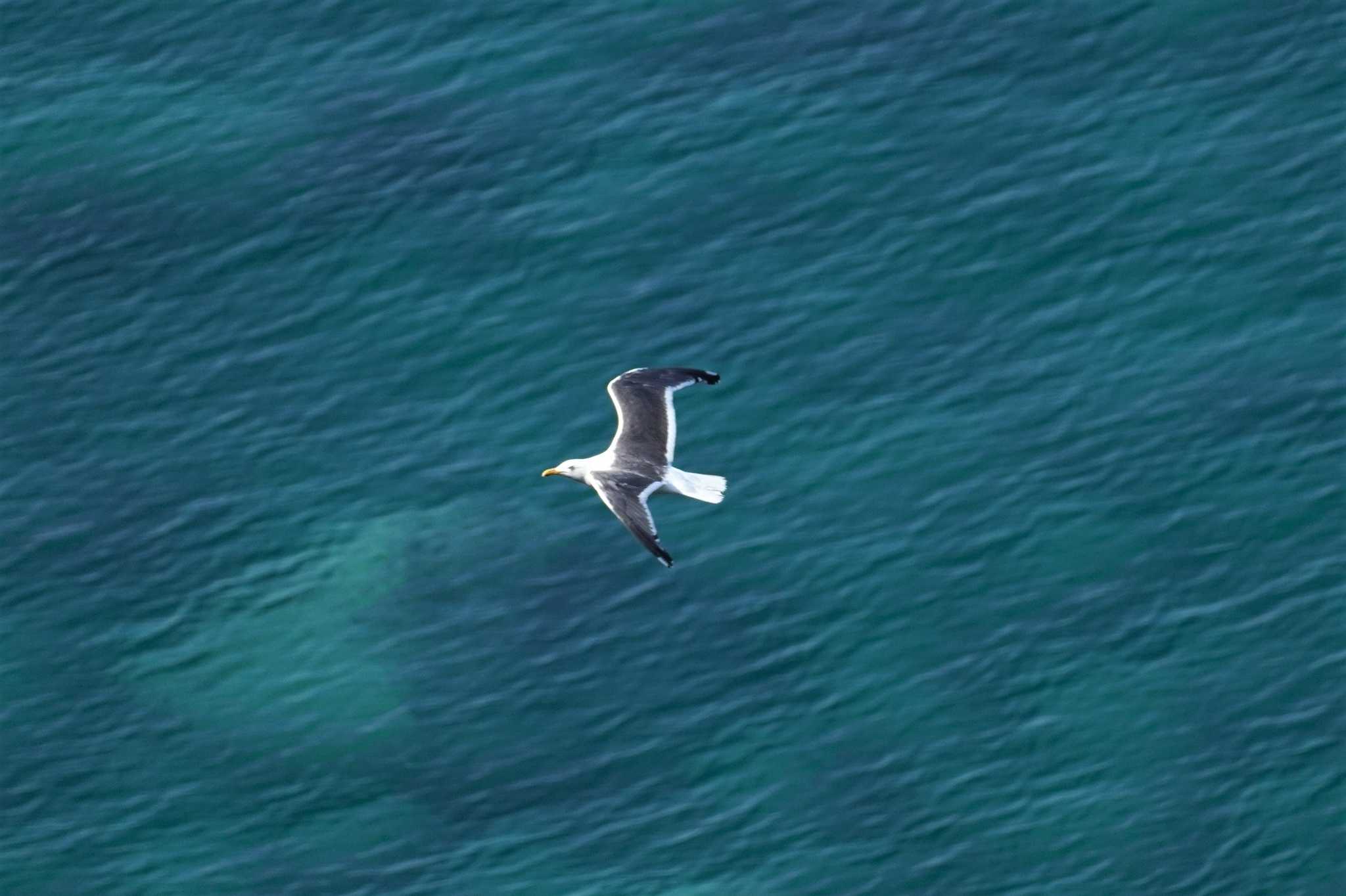 Slaty-backed Gull