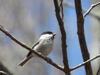 Willow Tit 乙女高原 Mon, 5/1/2023