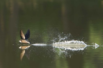 White-throated Needletail ひるがの高原(蛭ヶ野高原) Sat, 7/22/2023