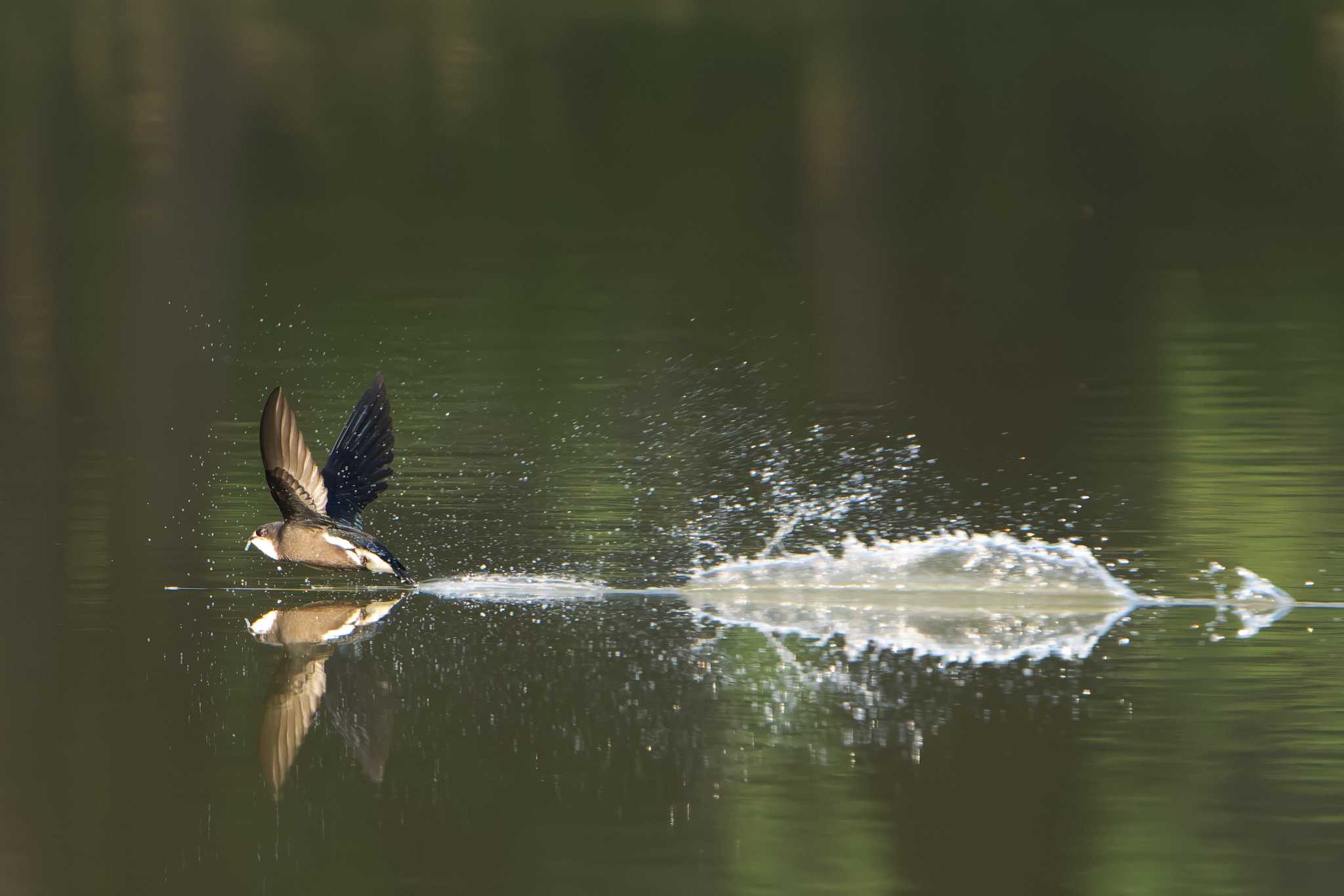 White-throated Needletail