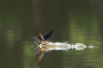 White-throated Needletail ひるがの高原(蛭ヶ野高原) Sat, 7/22/2023