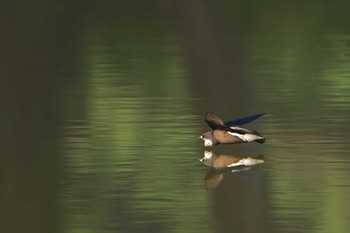 White-throated Needletail ひるがの高原(蛭ヶ野高原) Sat, 7/22/2023